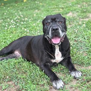 A black and white dog with a graying muzzle lying in a grassy field with its tongue hanging out.