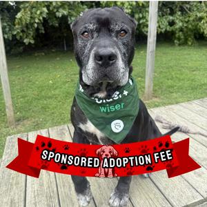 Rowdy, Mastiff, senior, available for adoption