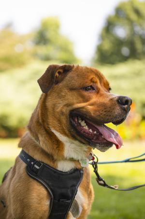 Kyle, Mixed Breed, young, available for adoption