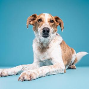 A brown and white dog lying on a blue background