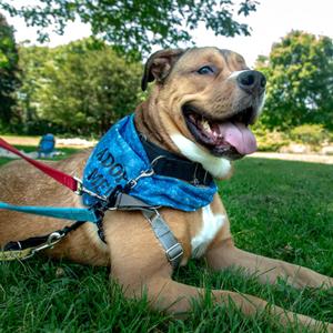 Kyle, Pit Bull Terrier, young, available for adoption