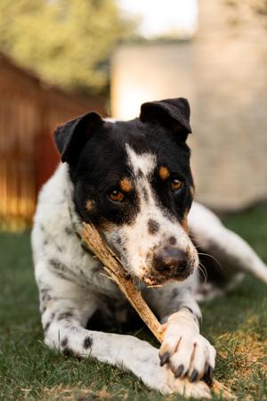 Kiko, Mixed Breed, senior, available for adoption