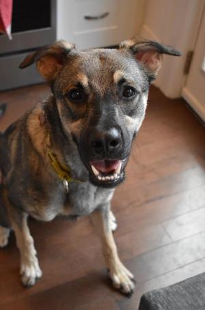 Mavi, Shepherd, young, available for adoption