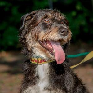 Kika, Terrier, adult, available for adoption