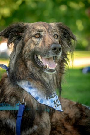 Cosmo, Australian Shepherd / Labrador Retriever, adult, available for adoption