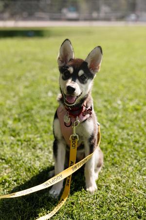 Wren, Husky, puppy, available for adoption