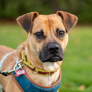 Lua, Boxer, adult, available for adoption