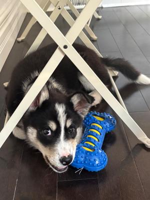 Lottie, Husky, puppy, available for adoption