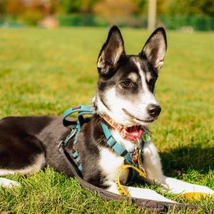 Lottie, Husky, puppy, available for adoption