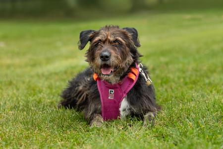 a dog wearing a pink harness lying on grass