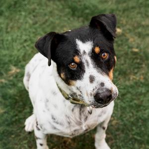 Kiko, Mixed Breed, senior, available for adoption