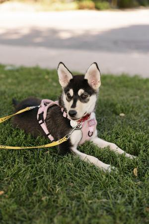 Wren, Husky / Mixed Breed, puppy, available for adoption
