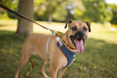 A happy dog on a leash in a park