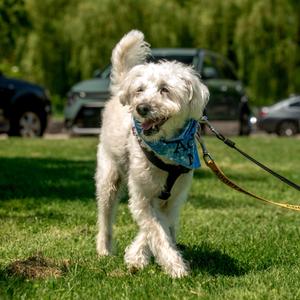 Fredy, Mixed Breed, senior, available for adoption