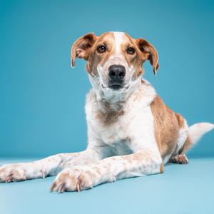 A brown and white dog lying on a blue background