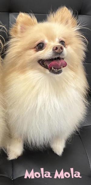 A fluffy, light-colored Pomeranian dog sitting on a black leather surface with the text "Mola Mola" written in pink at the bottom.