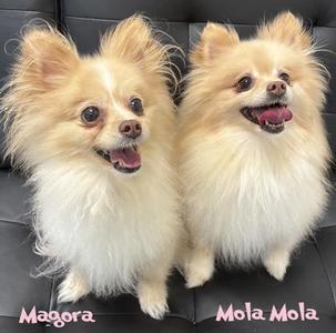 Magora, Pomeranian / Mixed Breed, adult, available for adoption