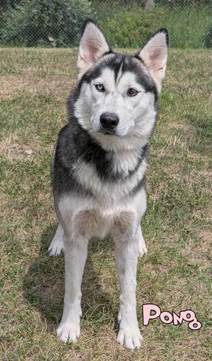 A husky dog standing on grass with the name "Pong" written in pink text at the bottom right corner.