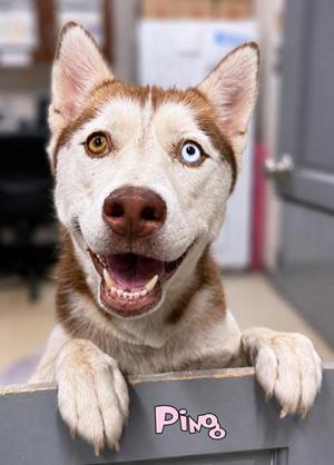 Ping, Siberian Husky / Mixed Breed, adult, available for adoption