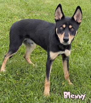 Blenny, Shepherd / Husky, adult, available for adoption