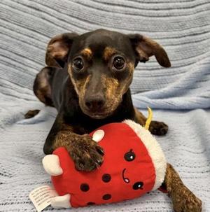 Ulna (in surgery 10/5), Miniature Pinscher / Mixed Breed, puppy, available for adoption