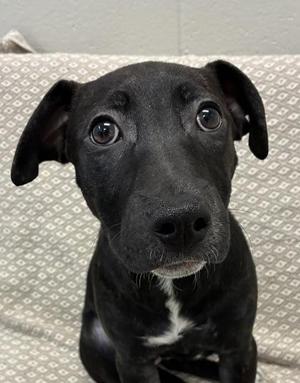 Panga, Pit Bull Terrier / Mixed Breed, puppy, available for adoption