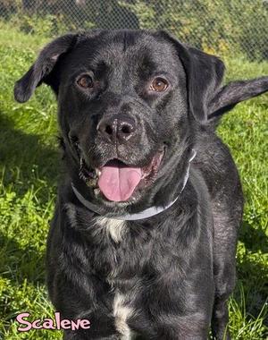 Scalene (surgery 10/7), Labrador Retriever / Mixed Breed, adult, available for adoption