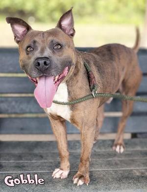 A brown and white dog with a pink tongue sticking out, standing on a wooden surface.