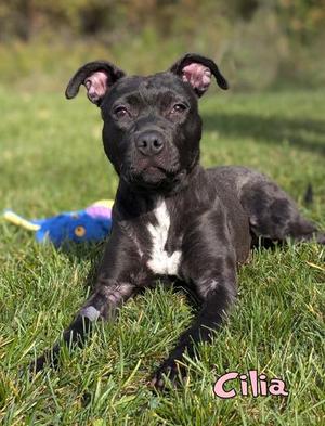 Cilia, Pit Bull Terrier / Mixed Breed, puppy, available for adoption