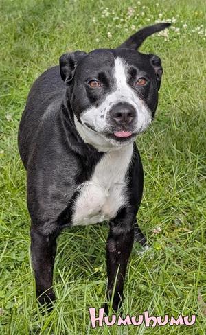 Humuhumu (in foster), Spaniel / American Bulldog, adult, available for adoption