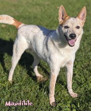 Mandible, Fox Terrier / Mixed Breed, senior, available for adoption