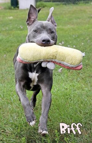 Biff, Pit Bull Terrier / Shar-Pei, adult, available for adoption