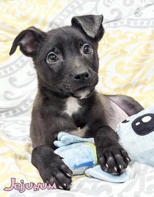 Jejunum, Shepherd / Husky, puppy, available for adoption