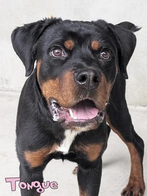 Tongue (surgery 10/2), Rottweiler / Mixed Breed, puppy, available for adoption