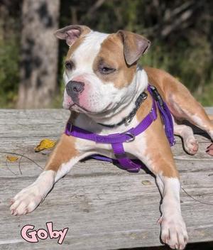 Goby, Pit Bull Terrier / American Bulldog, adult, available for adoption