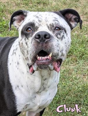 Clunk, Fox Terrier / Mixed Breed, senior, available for adoption