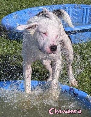 Chimaera, Australian Shepherd / Mixed Breed, adult, available for adoption