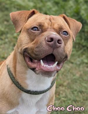 A close-up of a brown and white dog with a green collar, smiling with its mouth open, showing its teeth. The background is a blurred green field. The text "Choo Choo" is written in pink at the bottom right corner.