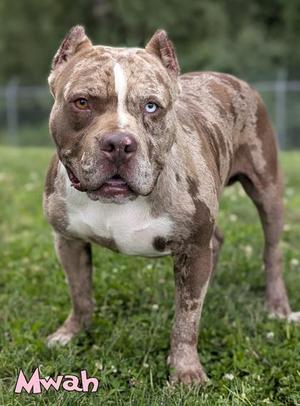A brown and white pitbull dog standing on grass