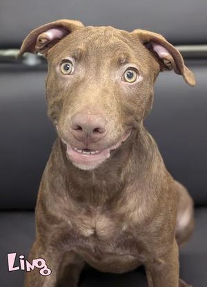 A brown dog with floppy ears and bright eyes, sitting on a black surface. The name "Ling" is written in pink text in the bottom left corner.