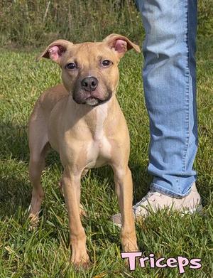 Triceps (surgery 10/13), Pit Bull Terrier / Mixed Breed, puppy, available for adoption