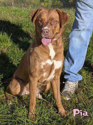Pia (surgery 10/7), Australian Shepherd / Labrador Retriever, adult, available for adoption