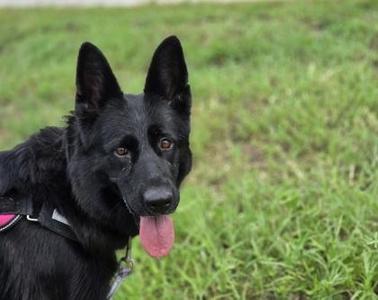 Valhalla, German Shepherd Dog / Mixed Breed, adult, available for adoption