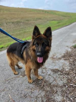 A German Shepherd dog on a leash, standing on a path with grassy fields in the background.