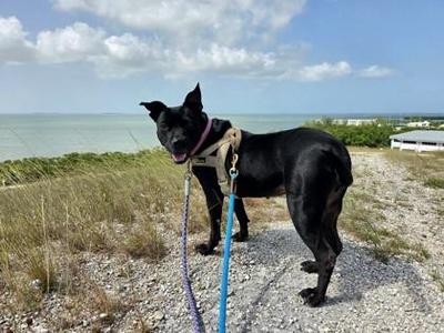 Lola, Labrador Retriever, adult, available for adoption