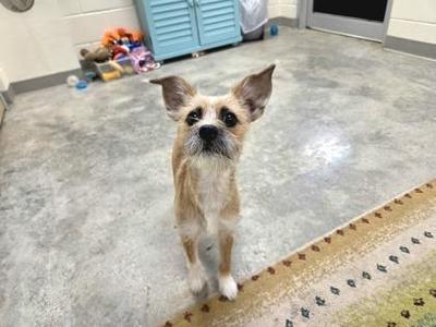 A small dog with a scruffy coat and large ears standing on a concrete floor, looking up at the camera.