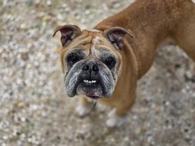 a brown bulldog looking up at the camera