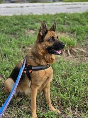 A German Shepherd dog sitting on grass, wearing a harness and leash.