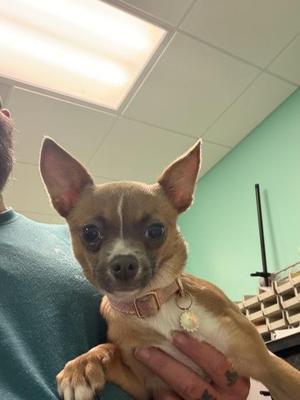 a small brown chihuahua being held by a person
