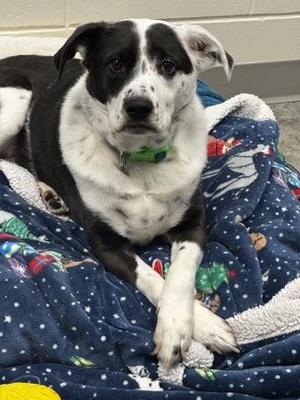 Chance, Border Collie, adult, available for adoption